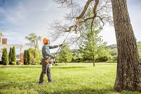 Professional Tree Services in Menlo Park, CA